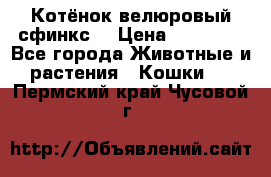 Котёнок велюровый сфинкс. › Цена ­ 15 000 - Все города Животные и растения » Кошки   . Пермский край,Чусовой г.